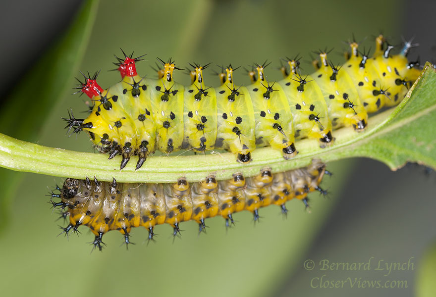Cecropia caterpillar