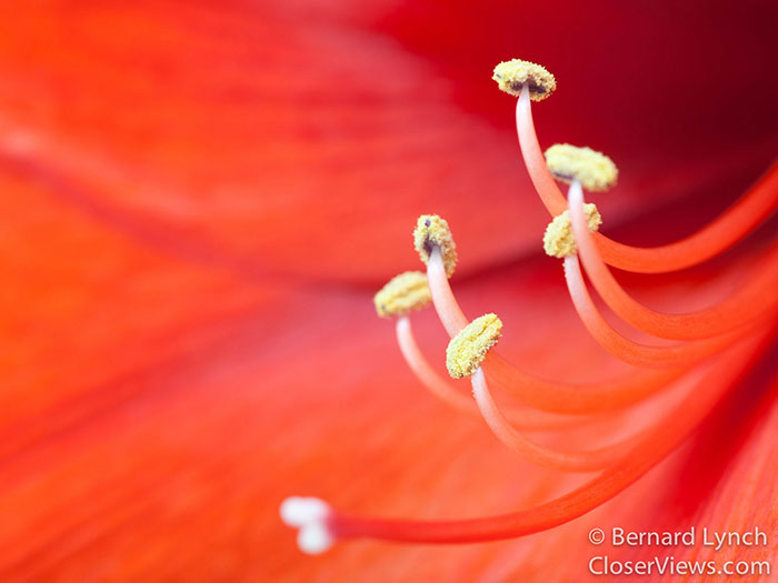 Amaryllis flower closeup