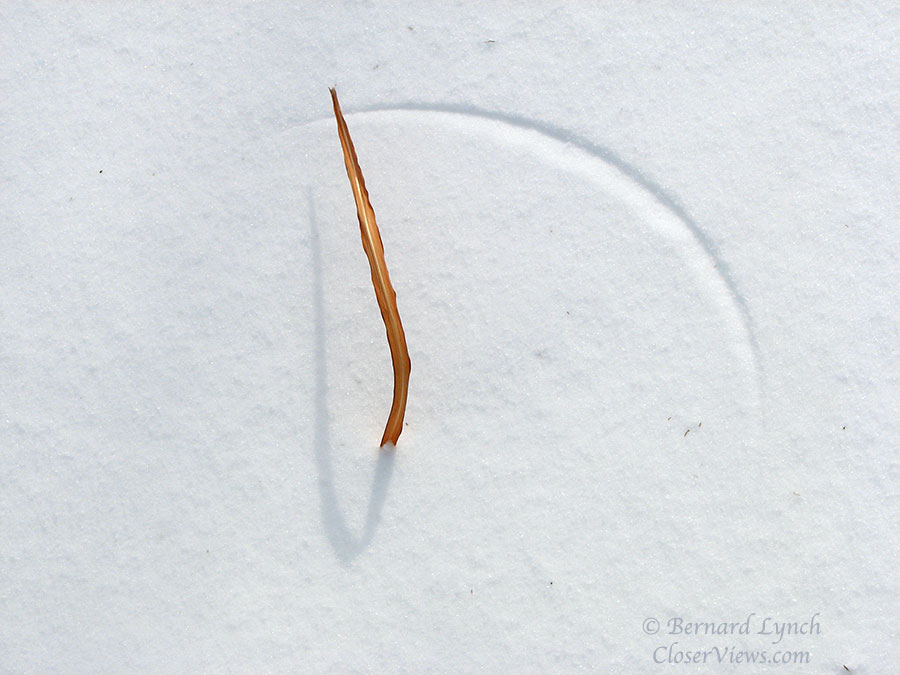 A wind-blown blade of grass and its shadow, with an arch scratched in the snow