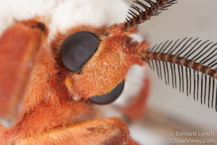 Female cecropia moth head