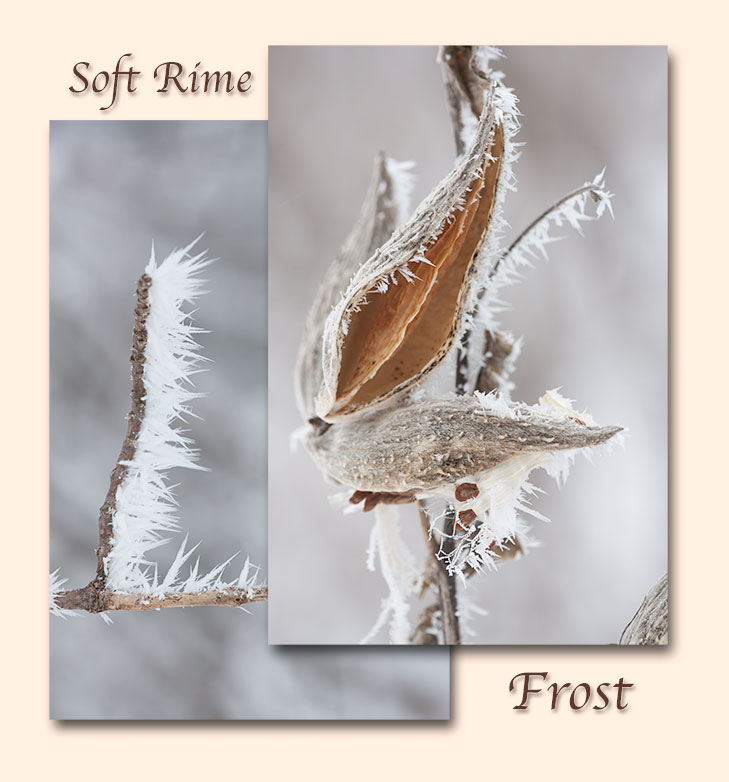 Soft Rime Frost