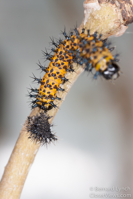 Molting cecropia caterpillar