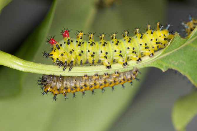 Cecropia caterpillars
