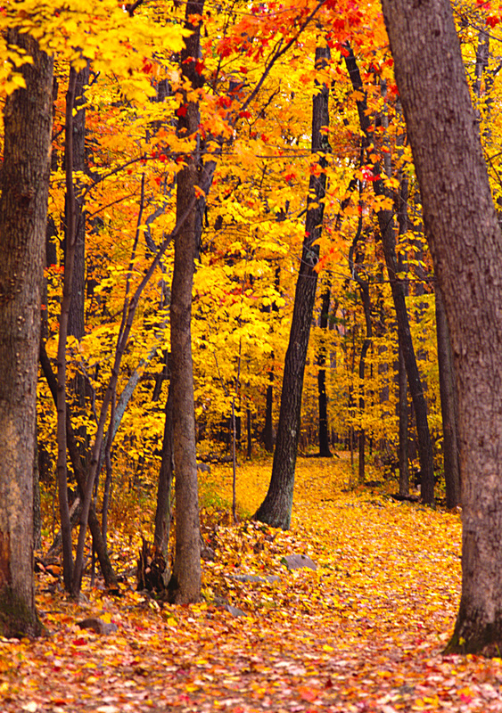 An autumn woodland path