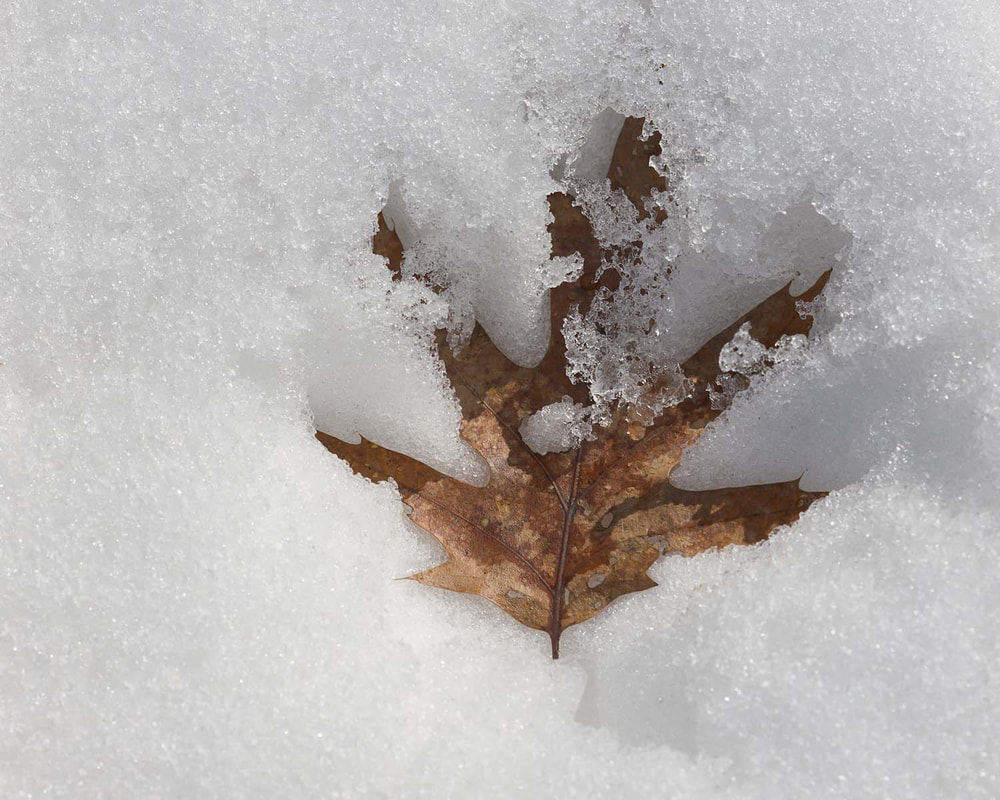 Warm leaf - Cold snow