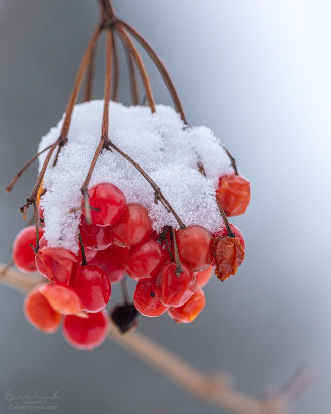 Snow Capped Berries